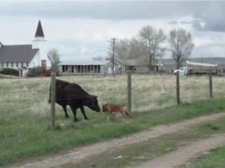 Harry LOVES the cows