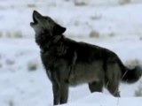 Musique créée a partir de chants de loups