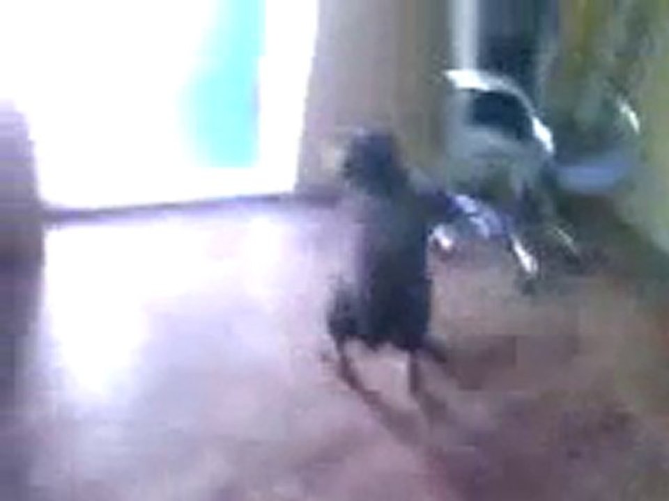 Video-0005.3gp