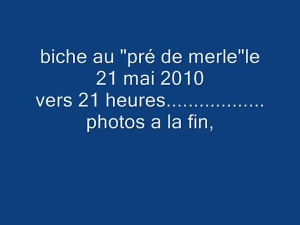 biche au pré de merle le 21 mai 2010, vers 21 heures........