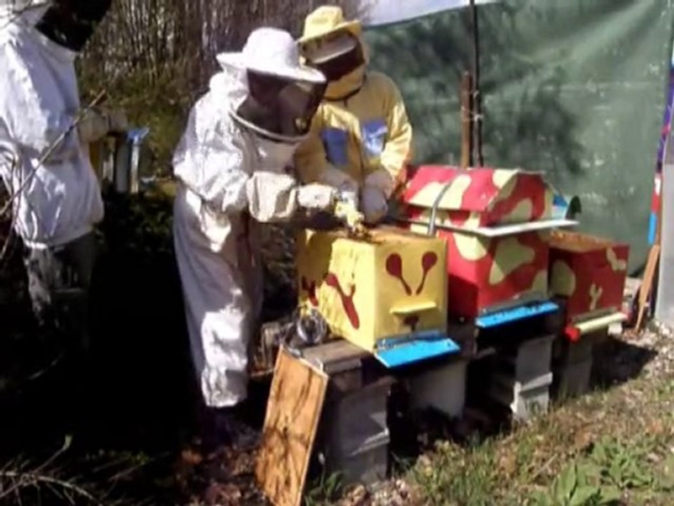 Les abeilles soldats de la pollinisation