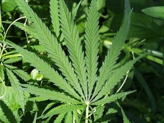 Ras Zacharri - Herbs Man