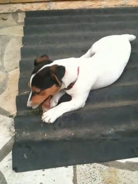 Les ptits Hugo&Arthur ....