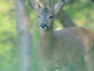 Chevreuil (mâle)