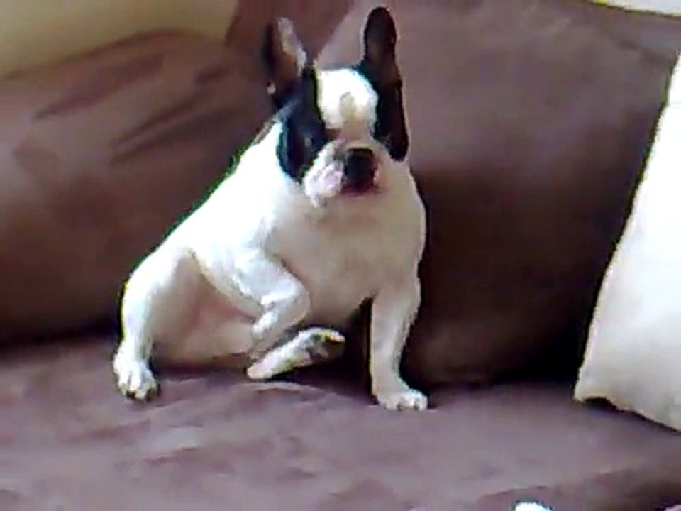 bouledogue