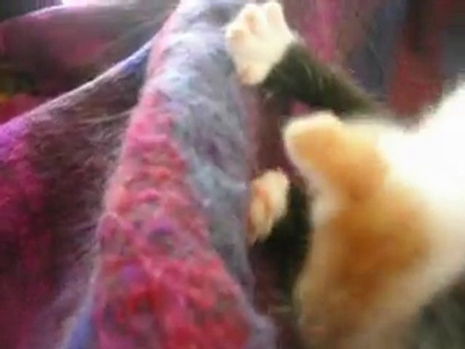 Bébés de Félicie Mai 2010