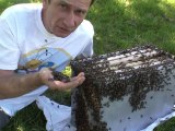 Abeilles tueuses à Toulouse ? Video ouverte pour M6