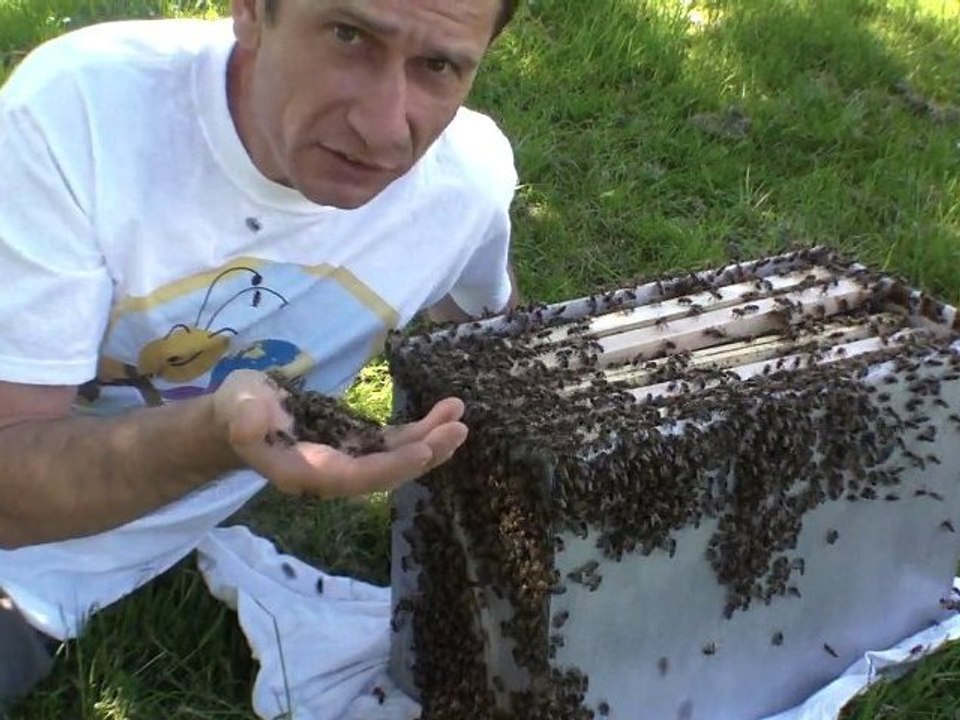 Abeilles tueuses à Toulouse ? Video ouverte pour M6
