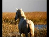 ROBERT - Les chevaux de Camargue (Pierre Vasilu - G. Sire)