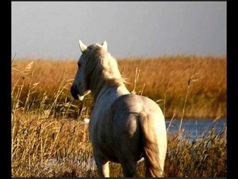 ROBERT - Les chevaux de Camargue (Pierre Vasilu - G. Sire)