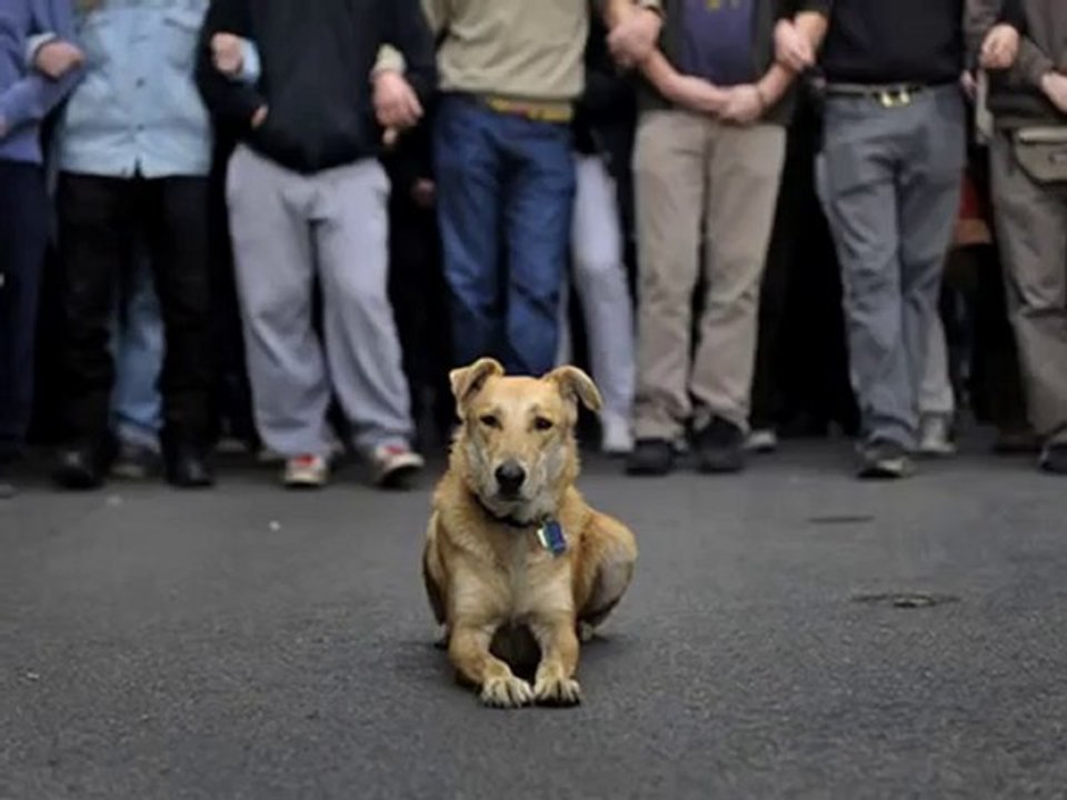 Once Upon a Time In Athens: The Legend of The Riot Dog