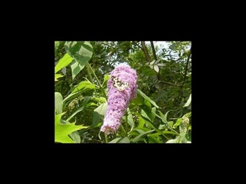 LUMINITA SOARE- Apricot Stone Caise de piatra- Eurovision