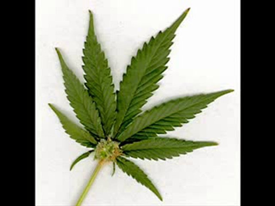 goa trance talamezala kif cannabis psytrance psy goa