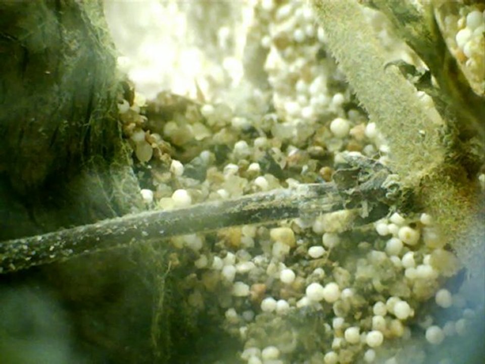 nid acromyrmex a yomen