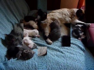 Les petits chatons de 15 à 20 jours avec leurs 4 mères