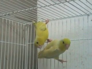 Proven Parrotlet Breeding Pair Yellow  - PARROTLETBIRDS