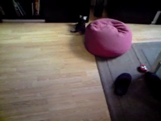 les chatons jouent au foot 2