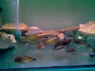 TROPHEUS GOLDEN KAZUMBA