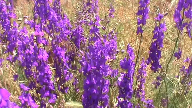 Malatya Darende Yolunda - Gap Turu