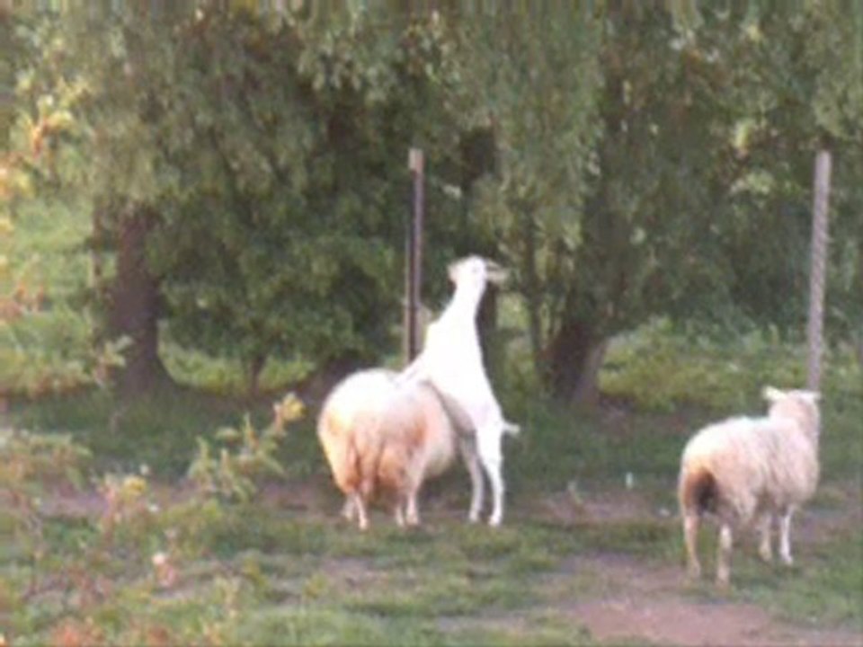 Quand on est trop petite on a des idées