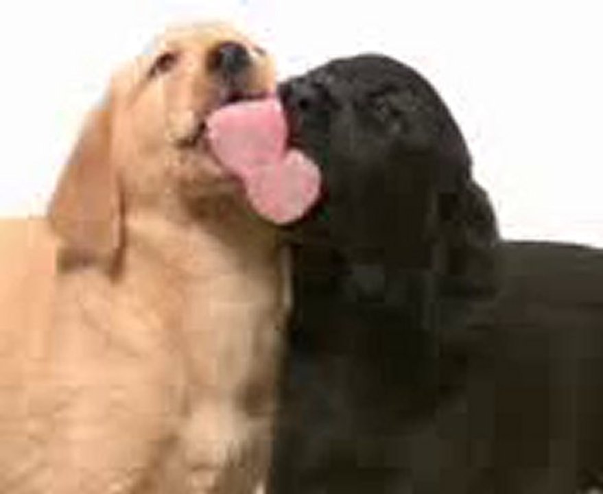LickingAnimalsCuteLabradorWhelps.mpg