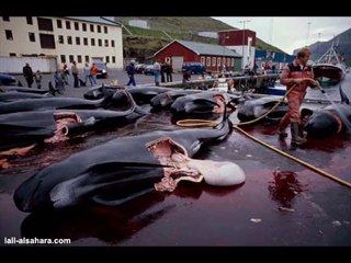 (Sözde) Medeni Avrupa Ülkesi Danimarka ve Vahşeti