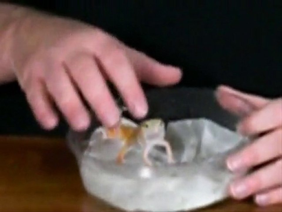Leopard Gecko Shed