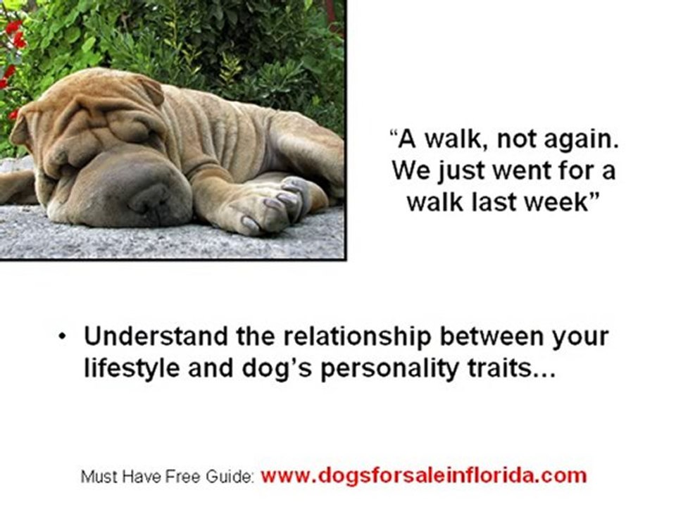 Dogs for Sale in Florida