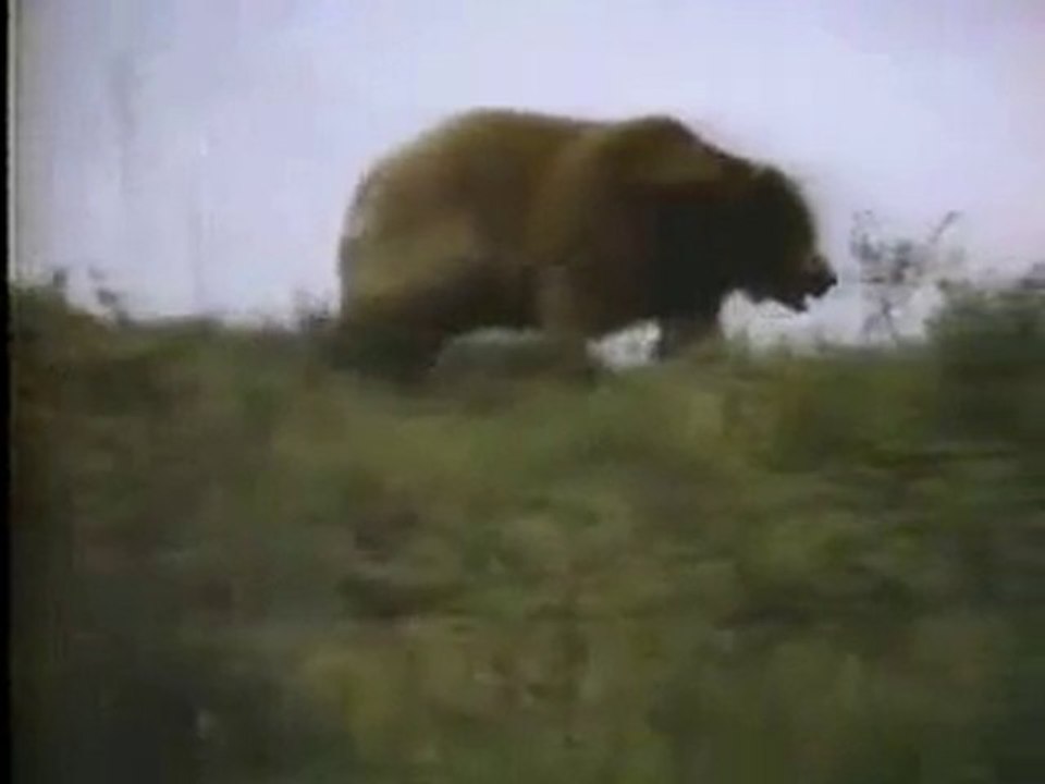 The Bear 1984