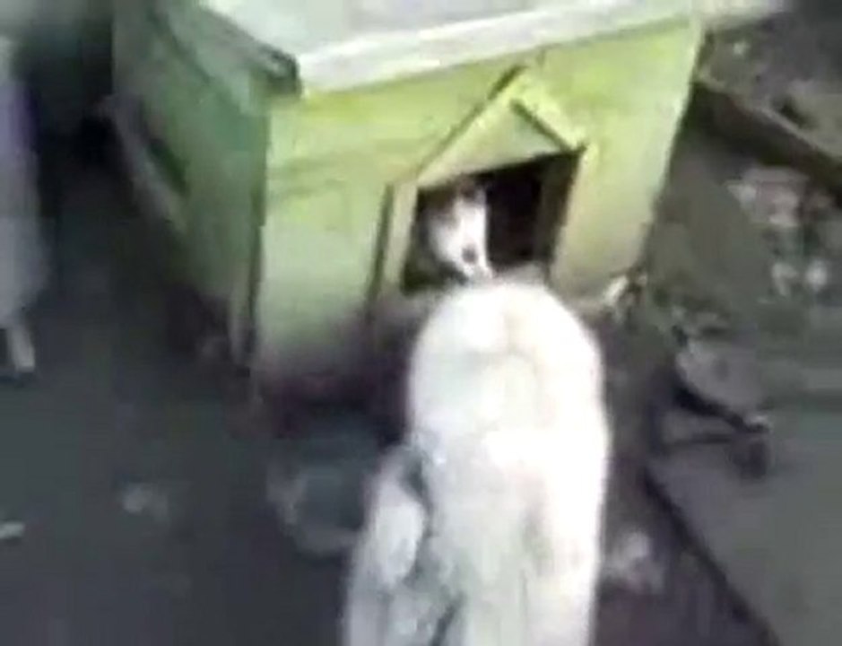 Chat Vs Chien  : C'est ma maison maintenant !