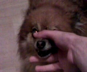 Zwariowany pies i nowy psi język