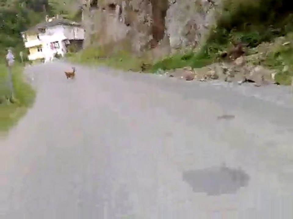 geyiği nerdeyse yakalayacaktım