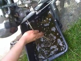 Hornet qui fait pipi 20-05-10