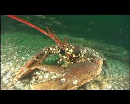 Pêche sous-marine en Normandie