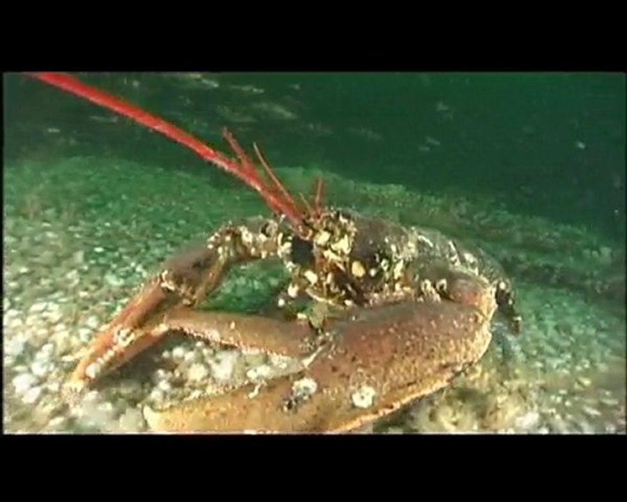 Pêche sous-marine en Normandie