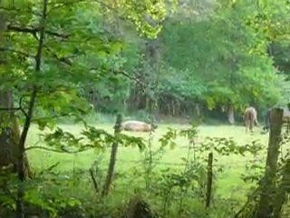 Le bonheur est dans le pré !