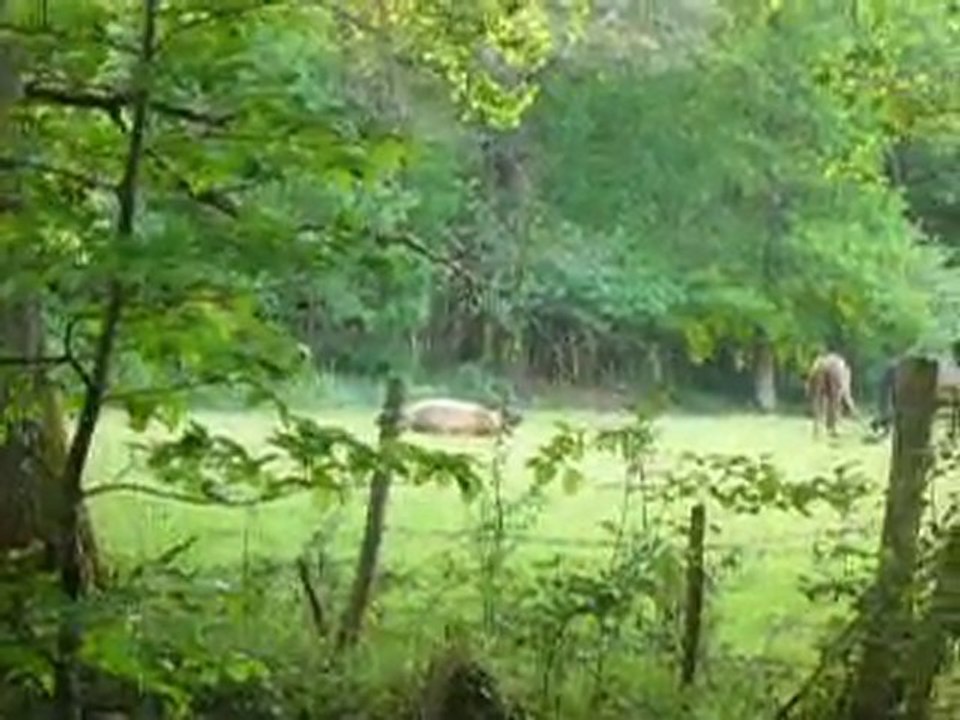 Le bonheur est dans le pré !