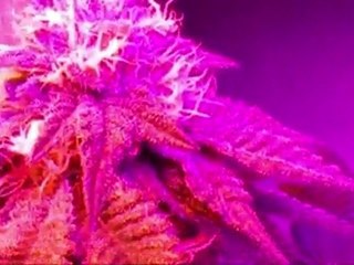 UG 48 LED BUDS Week 4