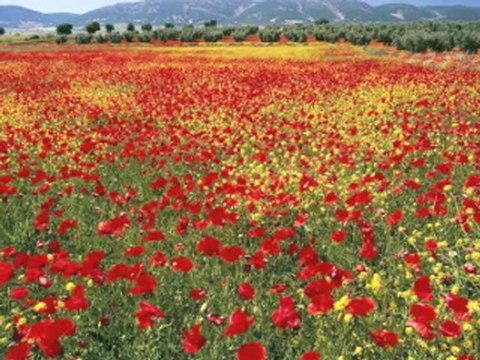 Elini tutmasam uyuyamamki (ufuk gökbulut)