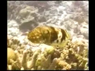 Denizdeki canlıların savunma taktikleri