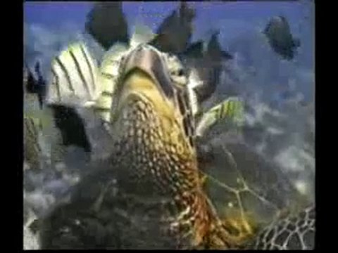 Denizdeki canlıların ortak yaşamı