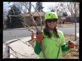 Tree Trimming in Fort Collins and Tree Pruning