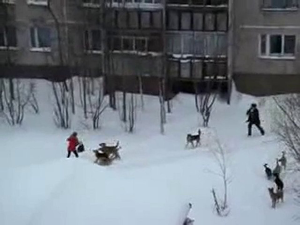 Chiens errants attaquent une femme