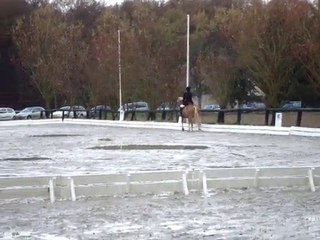 Premier dressage de Majic