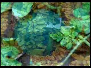 Çok sevdiğimiz meyveler