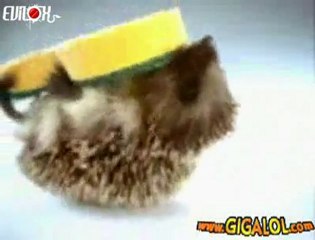 la pub du petit hérisson