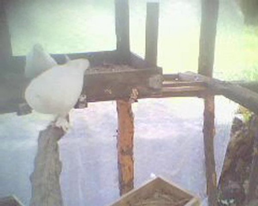 kuşlar