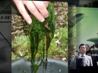 What Is Algae Biodiesel