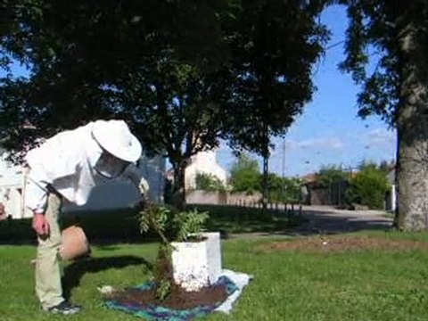 cueillette d'un essaim ruchette lerouge dadant 4x4 partie 1