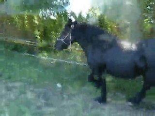 allé le gros au galop !